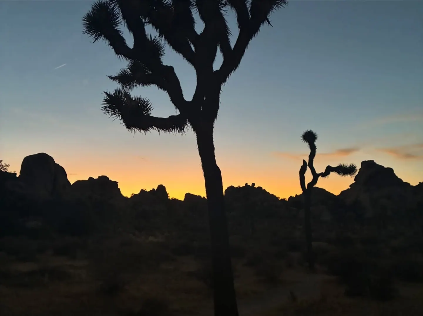 Joshua trees silhouetted in the last desert light